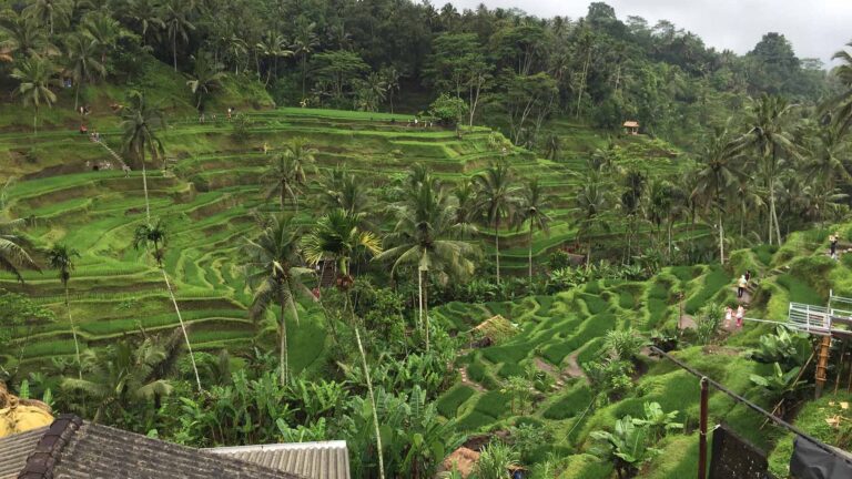 Tegallalang rice terraces